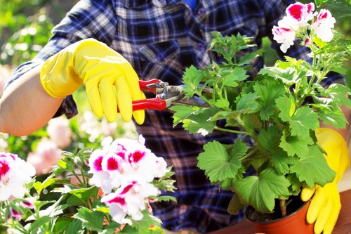 The image shows a gardener wearing a checkered shirt and bright yellow gardening gloves while trimming a potted plant with pink and white flowers and large green leaves. The background features lush greenery, indicating a well-maintained garden or outdoor space in Bermondsey, with natural daylight illuminating the scene. The gardener uses pruning shears to carefully trim the plant, which is positioned on a wooden surface, suggesting professional outdoor gardening or landscaping work typical of services provided by Landscapers Bermondsey. The setting emphasizes healthy, vibrant foliage and flowering plants, highlighting the importance of garden upkeep in a residential or communal outdoor environment. The visible plant details include textured leaves and colorful blooms, with the overall scene exemplifying expert garden care and plant maintenance relevant to lawn and garden services in the Bermondsey area, postcodes SE1 and SE16, in London.