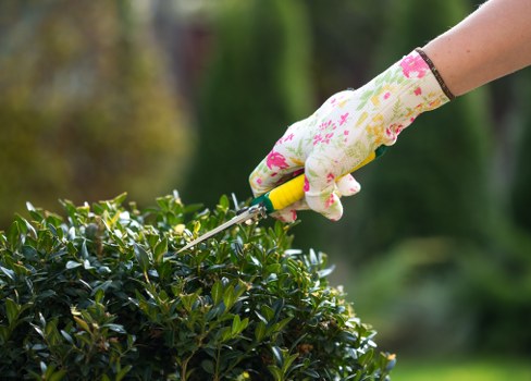 A close-up view of a gardener's hand wearing a floral-patterned gardening glove, using pruning shears to trim a dense, neatly maintained shrub with small, glossy green leaves. The shrub is part of a well-kept front garden or landscaped outdoor space. In the background, there are blurred trees and natural greenery, indicating a cultivated garden environment in Bermondsey. The lighting suggests daylight with a soft, natural ambiance. The scene reflects active garden maintenance that could be part of broader lawn and planting care services offered by companies like Landscapers Bermondsey, who specialise in garden improvements including hedge shaping, pruning, and outdoor landscaping in the local area.