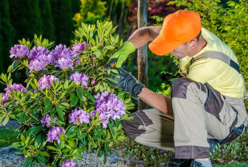 A gardener wearing an orange cap, yellow high-visibility jacket, and green gardening gloves is kneeling beside a vibrant purple rhododendron bush in a well-maintained garden. The shrub has dense, glossy green foliage with clusters of purple flowers in full bloom, adding a splash of colour to the space. The garden's surface is covered with small gravel, and a wooden garden feature or tool is visible in the background, suggesting ongoing gardening activities. Mature trees and neatly trimmed hedges border the landscaped outdoor area, which appears to be a front or backyard garden in Bermondsey. Natural daylight illuminates the scene, highlighting the richness of the plants and the gardener's focused effort. This scene reflects professional gardening services, including shrub pruning and garden maintenance, suited to garden spaces in South London, supporting the services offered by Landscapers Bermondsey.