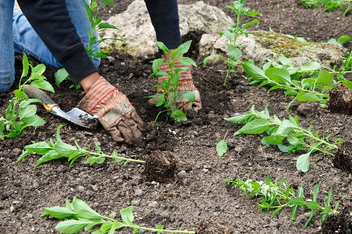 A gardener wearing gloves and a dark long-sleeved top is planting young, vibrant green shrubs into dark, loose soil within a landscaped outdoor garden space in Bermondsey. The garden features neatly arranged flower beds bordered by rocks, with a mix of flowering and leafy plants providing natural textures and green tones. The soil appears freshly tilled, indicating recent planting activity, and small garden tools can be seen nearby. The background shows more planted areas and possibly paved or gravel paths. The outdoor environment is well-maintained and reflects professional gardening services offered by Landscapers Bermondsey, suitable for enhancing residential or commercial gardens in the local area. The natural light suggests a bright, possibly partly cloudy day, ideal for gardening work, with a focus on creating a lush, landscaped outdoor space that combines different plantings, textures, and natural materials.