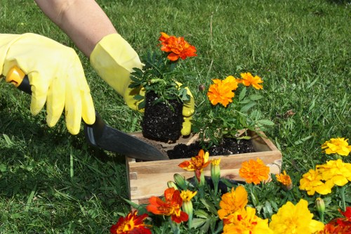A close-up view of a gardener's gloved hands using a small trowel to plant a vibrant orange and yellow flowering plant into a rectangular wooden planter box outdoors. The planter is situated on a well-maintained green lawn, with several other flowering plants already in the box, creating a colourful display. Surrounding the planter are additional flowering plants with similar bright orange and yellow blooms, adding visual interest. In the background, the lush grass continues, suggesting a spacious garden environment that could be part of a residential outdoor space in Bermondsey, London. The weather appears clear and mild, suitable for gardening activities. The scene highlights the careful planting process and the active outdoor maintenance typical of professional gardening services, such as those offered by Landscapers Bermondsey.