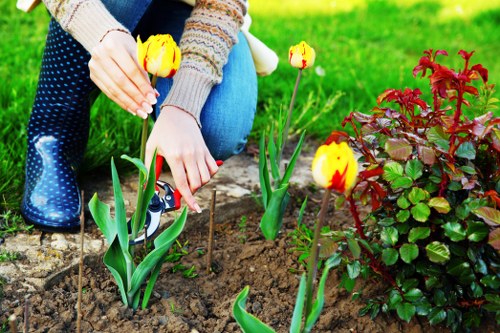 A person tending to a garden bed in an outdoor area, planting or tending to yellow and red tulips with green stems and leaves. The garden includes a flower bed bordered by soil, with a nearby shrub featuring dark red leaves. The background shows a well-maintained grass lawn, indicating a residential garden in Bermondsey. The weather appears clear with natural daylight illuminating the scene, highlighting the vibrant colors of the plants and the textured soil. The garden layout is organized with a mixture of flowering plants and shrubbery, with a focus on healthy, thriving greenery. This image illustrates outdoor gardening activity suitable for lawn and garden maintenance services provided by companies like Landscapers Bermondsey, supporting local landscaping and planting projects in the Bermondsey area.