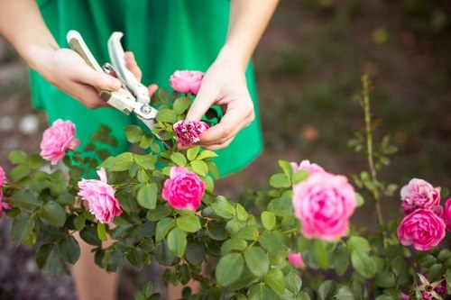 A person wearing a green apron is pruning a flowering rose bush with small pink blossoms and green foliage in a well-maintained garden. The garden features a neatly trimmed lawn in the foreground, with the rose plant situated on a soil bed. In the background, there are other plants and a blurred natural environment, suggesting a landscaped outdoor space typical of Bermondsey. The garden appears to be outdoors on a clear day, with bright, natural lighting. The scene emphasizes garden maintenance and plant care, aligning with professional gardening services offered by Landscapers Bermondsey in the local area.