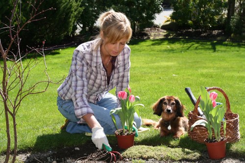A woman in a plaid shirt and jeans is kneeling on a well-maintained green lawn in a backyard, engaged in gardening activities. She is wearing gardening gloves and planting pink tulips into a flower bed that runs along the edge of the lawn, which features dark, moist soil and a neatly defined border. In the background, there are dense, leafy green bushes and small trees providing a natural enclosure for the garden. A small, brown and white puppy is sitting attentively beside her, looking toward the camera. To her right, there is a woven basket and additional flower pots containing more pink tulips, indicating ongoing planting work. The outdoor setting appears bright, with sunlight casting soft shadows, suggesting a clear, pleasant day suitable for gardening. This scene exemplifies residential garden maintenance and planting services, aligning with landscaping offerings provided by Landscapers Bermondsey, in the Bermondsey area near London, with a focus on improving outdoor aesthetics and sustainable garden care.