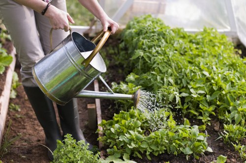 A person watering a vegetable garden with a metal watering can, positioned over rows of lush, green leafy vegetables that are growing in well-maintained soil. The garden includes various plants arranged in neat beds, with some plants appearing to be lettuce or similar leafy greens. The soil surface is dark and moist, indicating recent watering, and the garden is situated in a sheltered outdoor space, possibly a backyard or community garden in Bermondsey. The background hints at additional greenery and gardening structures, with natural daylight illuminating the scene. This setting reflects professional gardening practices typical of landscaping and outdoor maintenance services offered by Landscapers Bermondsey, illustrating the care and attention involved in creating vibrant vegetable and flower beds as part of garden enhancement projects.