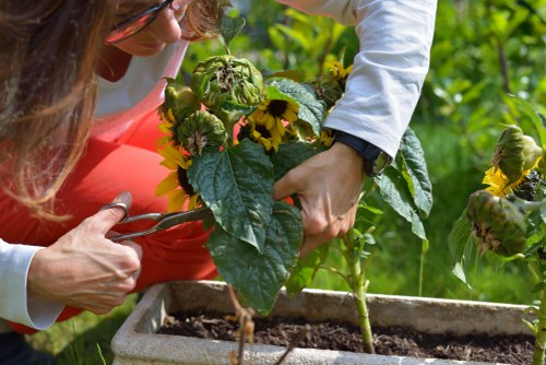 A close-up view of a garden scene in Bermondsey, showing a person pruning or inspecting a leafy plant with yellow flowers, possibly sunflowers, in a large rectangular garden bed. The garden features a well-maintained lawn with dense, green grass in the foreground, bordered by a paved area with a textured surface. In the background, there are taller plants, trees, and hedges that create a lush, natural environment typical of landscaped outdoor spaces in London. The weather appears bright and sunny, illuminating the vibrant green tones of the foliage and the warm colours of the flowers. This scene highlights typical features of a professionally maintained garden space, showcasing plant care activities that a gardening service like Landscapers Bermondsey might provide, including pruning, planting, and landscape refinement aimed at enhancing outdoor aesthetics and plant health.